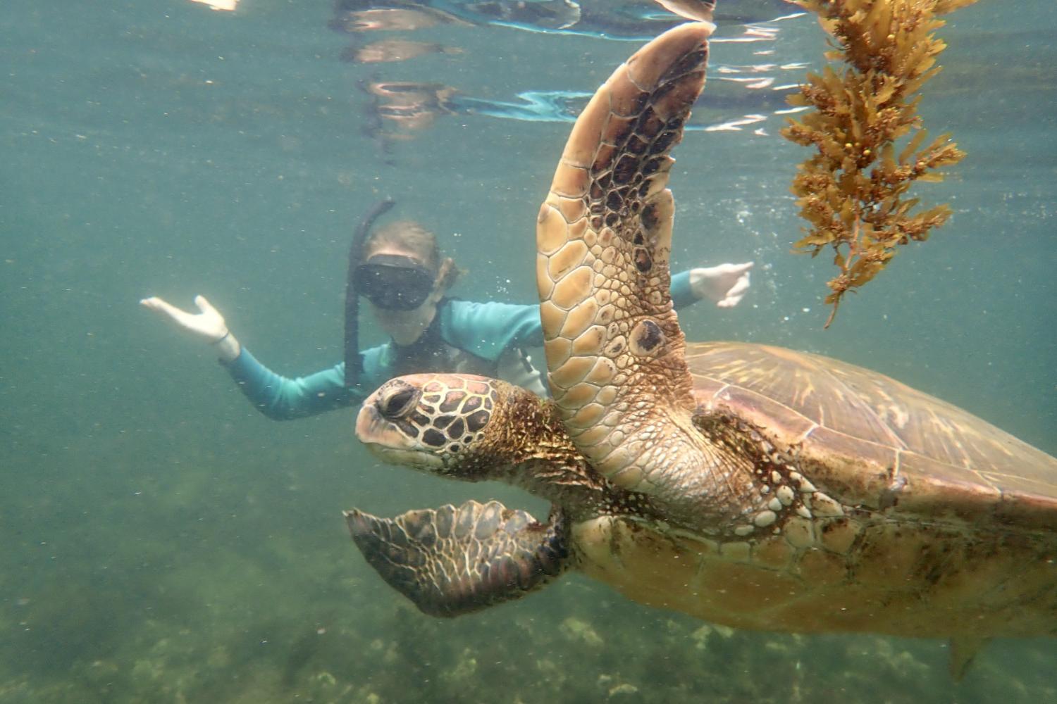 一名<a href='http://9nwy.abe-men.com'>全球十大赌钱排行app</a>学生在Galápagos群岛游学途中与一只巨龟游泳.